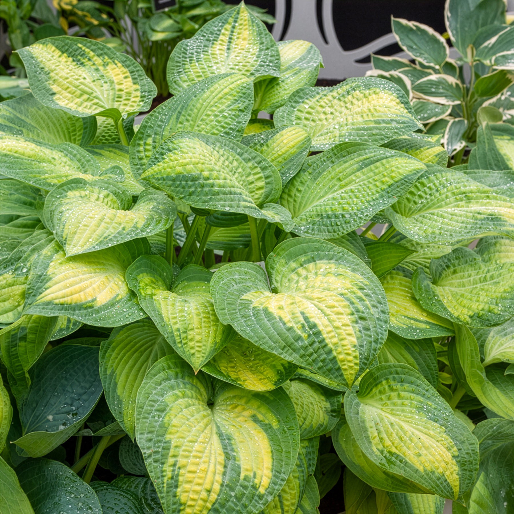 Hosta Paul's Glory Funkia