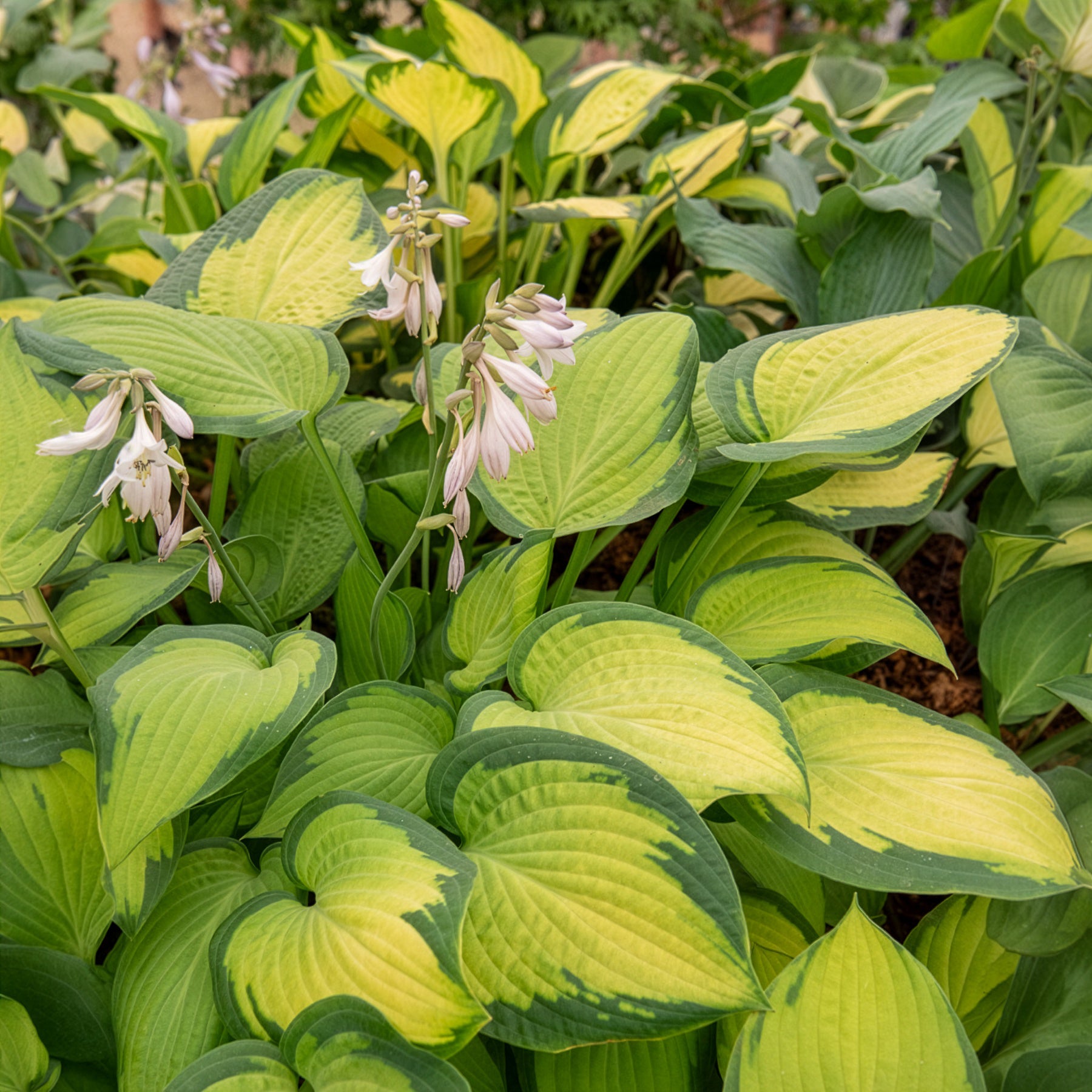 Hosta Paul's Glory Funkia