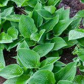 Hosta  sieboldiana Elegans - Willemse