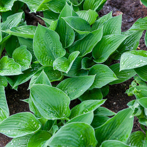 Hosta  sieboldiana Elegans - Willemse