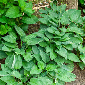 Hosta  sieboldiana Elegans - Hosta sieboldiana elegans - Willemse