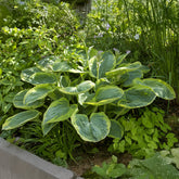 Hosta Frances Williams - Willemse