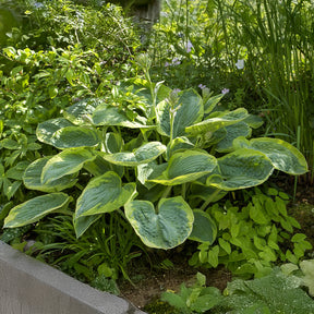 Hosta Frances Williams - Willemse