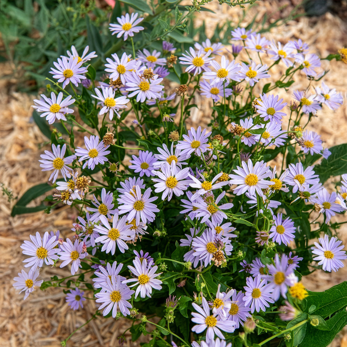 Kaliméris Blue Star - Willemse