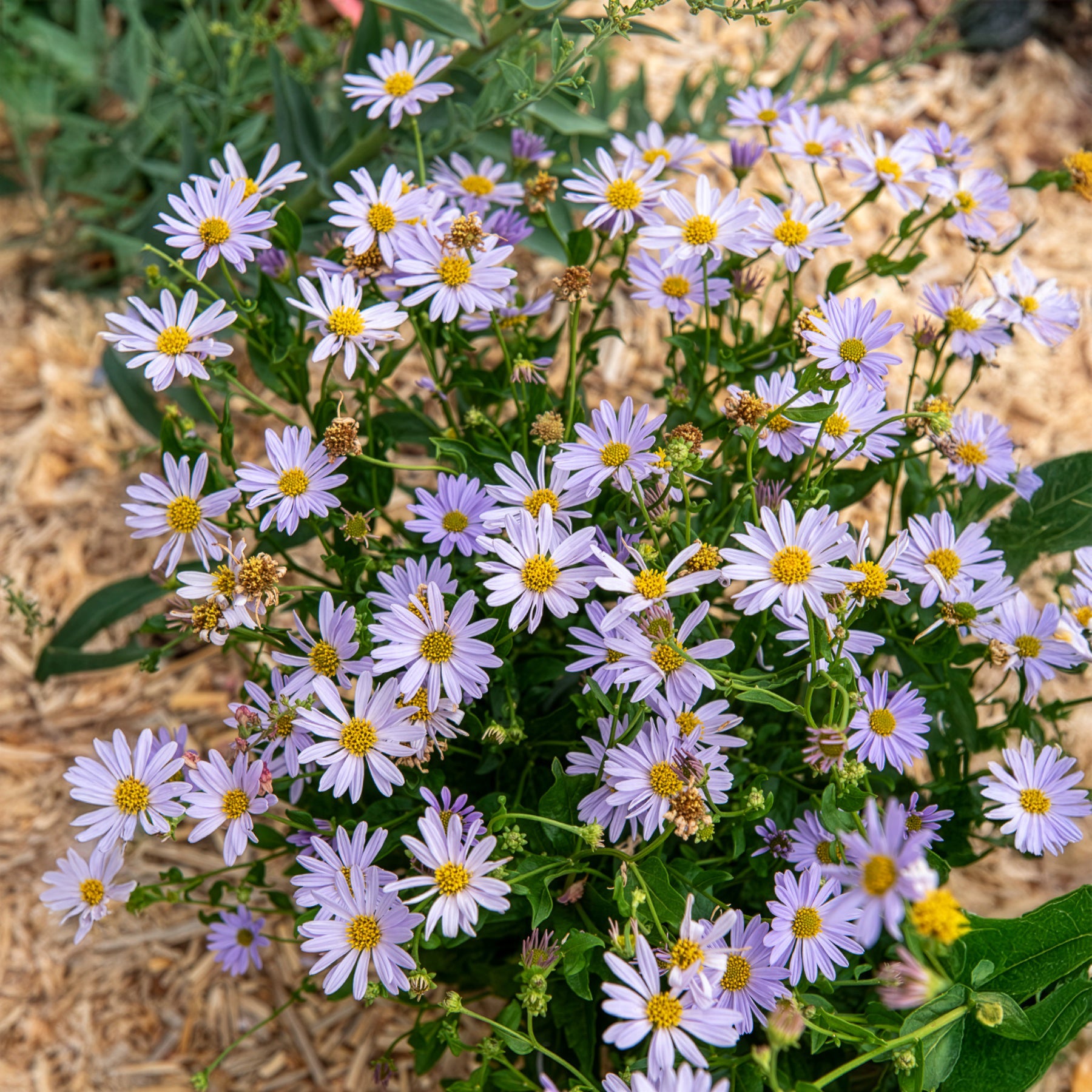 Kaliméris Blue Star - Willemse