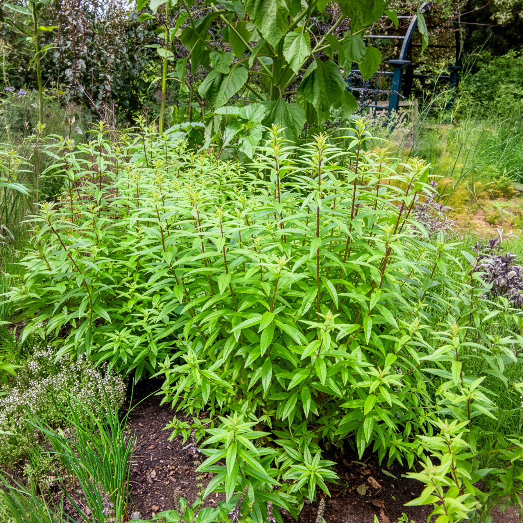 Verveine citronnelle