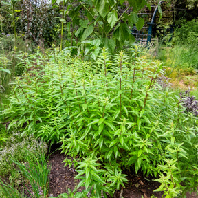 Verveine citronnelle