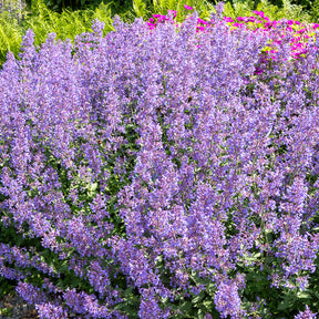 Nepeta faassenii Junior Walker - Nepeta Junior Walker - Nepeta