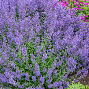Nepeta - Nepeta Junior Walker - Nepeta faassenii Junior Walker