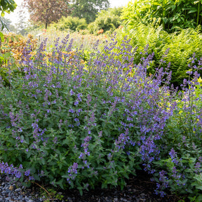 Nepeta Junior Walker - Nepeta faassenii Junior Walker - Willemse