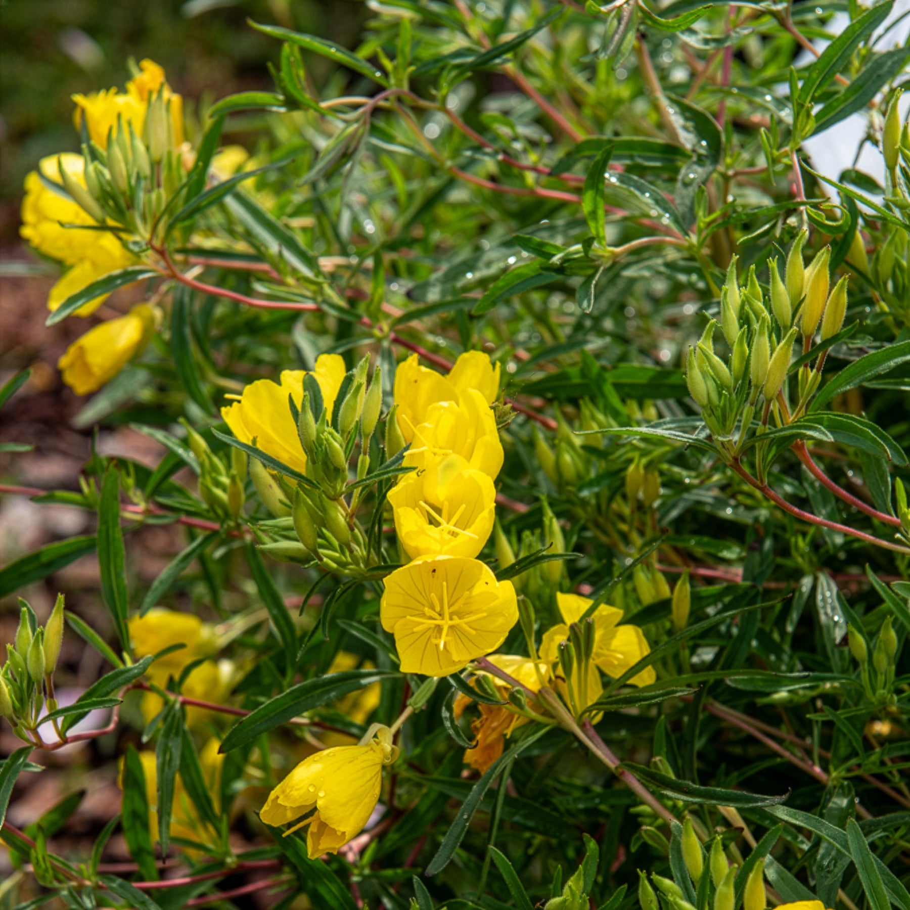 Oenanthe - Œnothère - Oenothère African Sun - Onagre - Oenothera African Sun