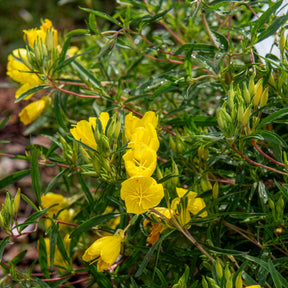 Oenanthe - Œnothère - Oenothère African Sun - Onagre - Oenothera African Sun