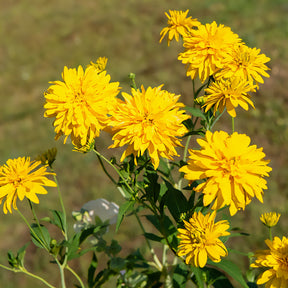 Rudbeckia - Rudbeckia laciniata Goldquelle - Rudbeckia laciniata goldquelle