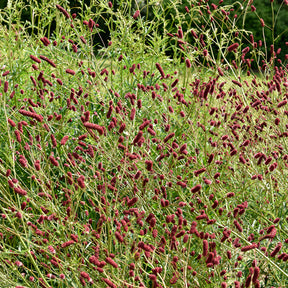 Pimprenelle - Sanguisorbe officinale - Willemse