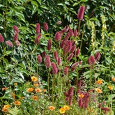 Pimprenelle - Sanguisorbe officinale - Willemse