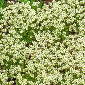 Saxifrage mousse Pixie White - Willemse