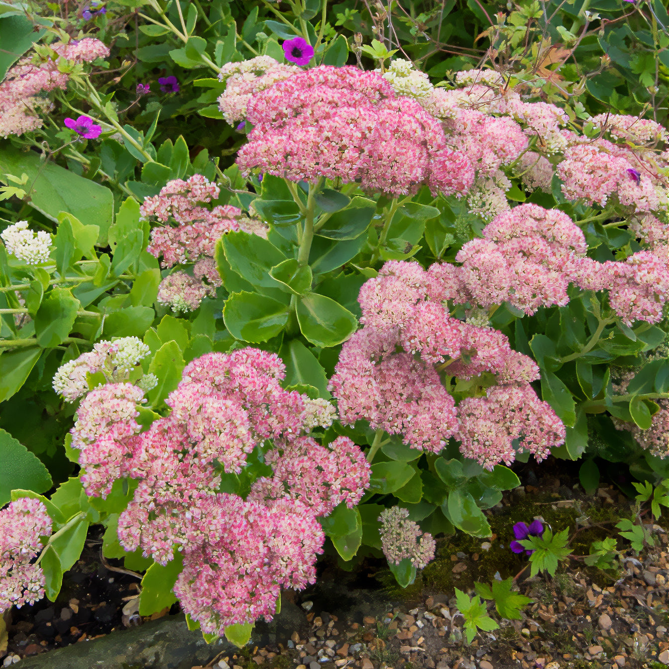 Sédums - Sedum Herbstfreude - Autumn Joy - Sedum herbstfreude