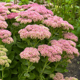 Sedum Herbstfreude - Autumn Joy - Willemse