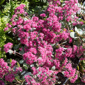 Sedum de Siebold - Willemse