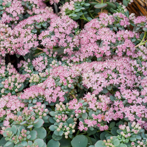 Sedum sieboldii - Sedum de Siebold - Sédums