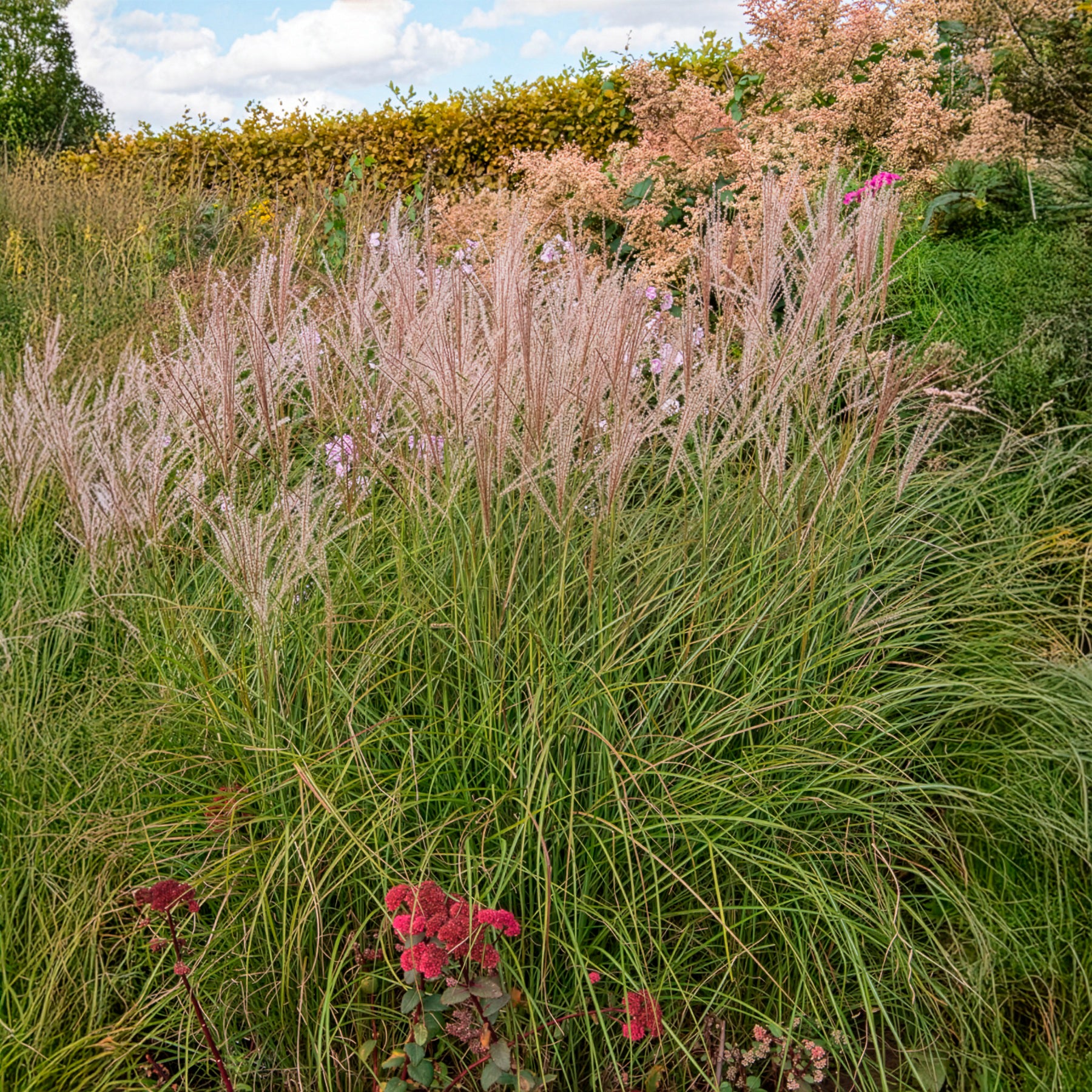 Miscanthus sinensis kleine silberspinne - Eulalie Kleine Silberspinne - Eulalie - Roseau de Chine