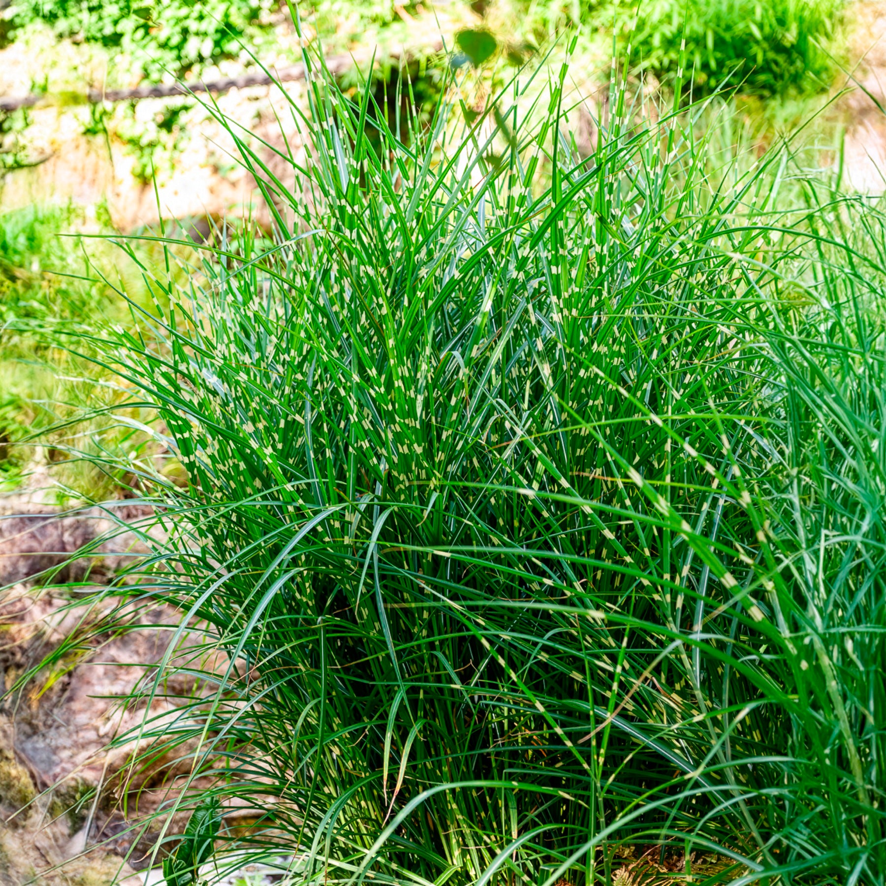 Miscanthus sinensis strictus - Eulalie Strictus - Eulalie - Roseau de Chine