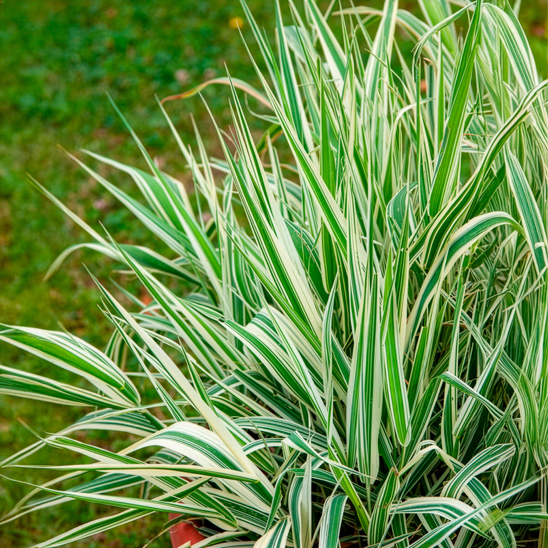 Phalaris arundinacea Picta - Phalaris panaché -Baldingère faux roseau - Baldingère faux roseau
