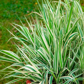 Phalaris arundinacea Picta - Phalaris panaché -Baldingère faux roseau - Baldingère faux roseau