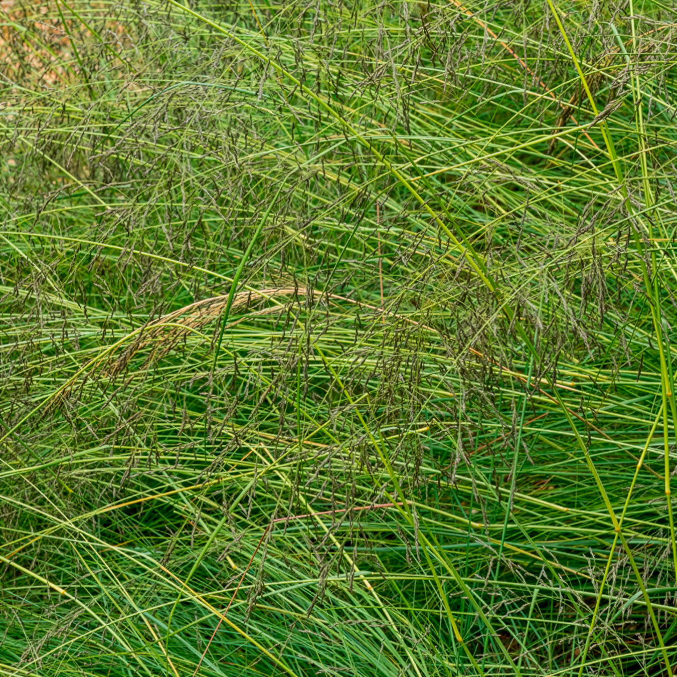 Graminées - Sporobole à glumes inégales - Sporobolus heterolepis