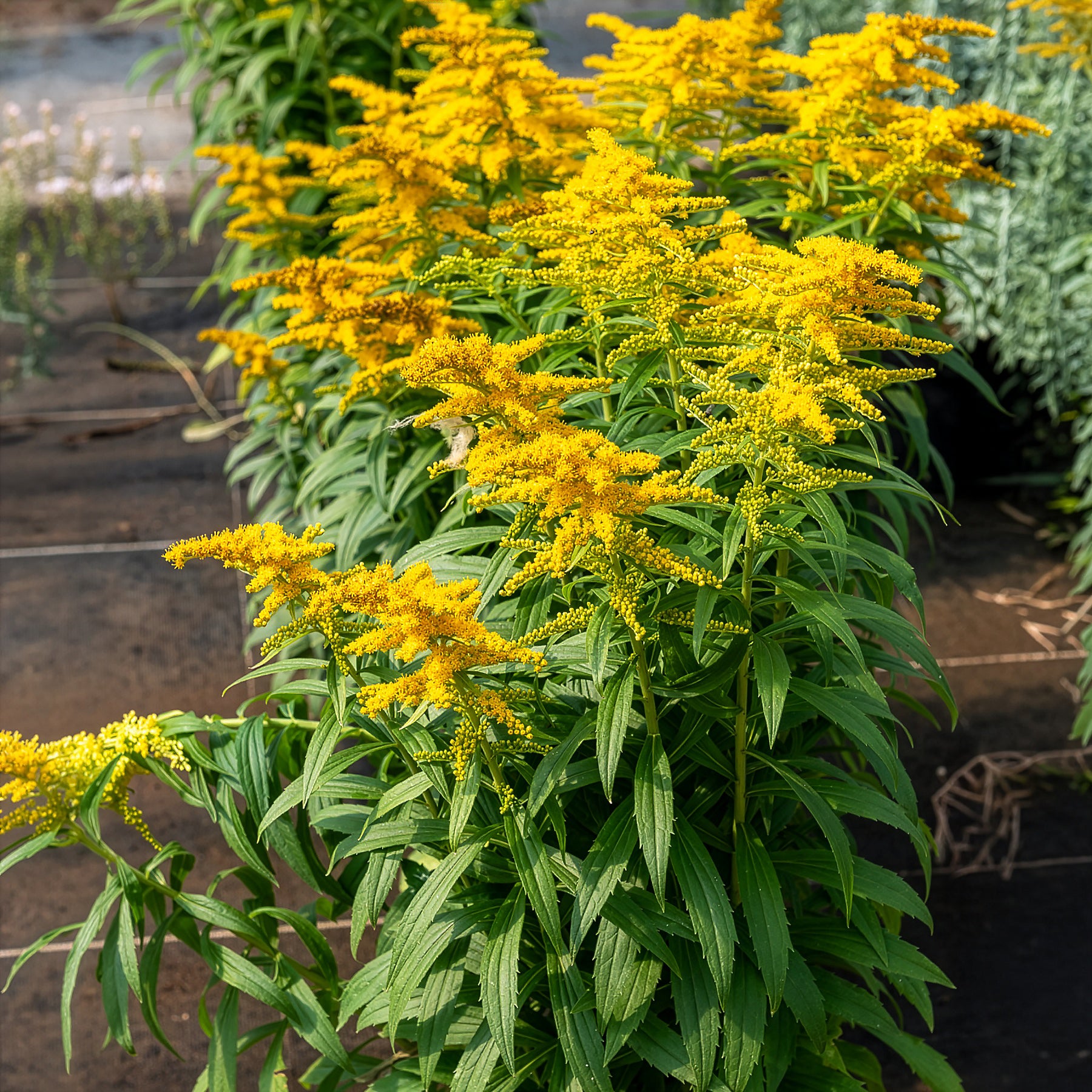 Solidago Golden Dwarf - Solidago Golden Dwarf - Verge d'or - Solidago
