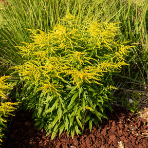 Verge d'or - Solidago - Solidago Golden Dwarf - Solidago Golden Dwarf