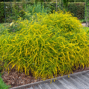 Solidago Fireworks - Solidago rugosa Fireworks - Willemse