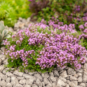 Thym précoce Bressingham - Willemse