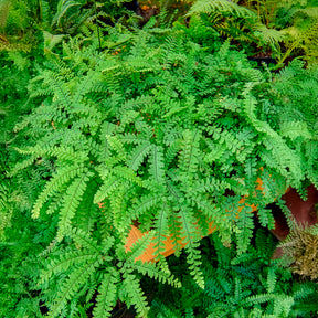 Capillaire pédalée - Adiante du Canada - Willemse