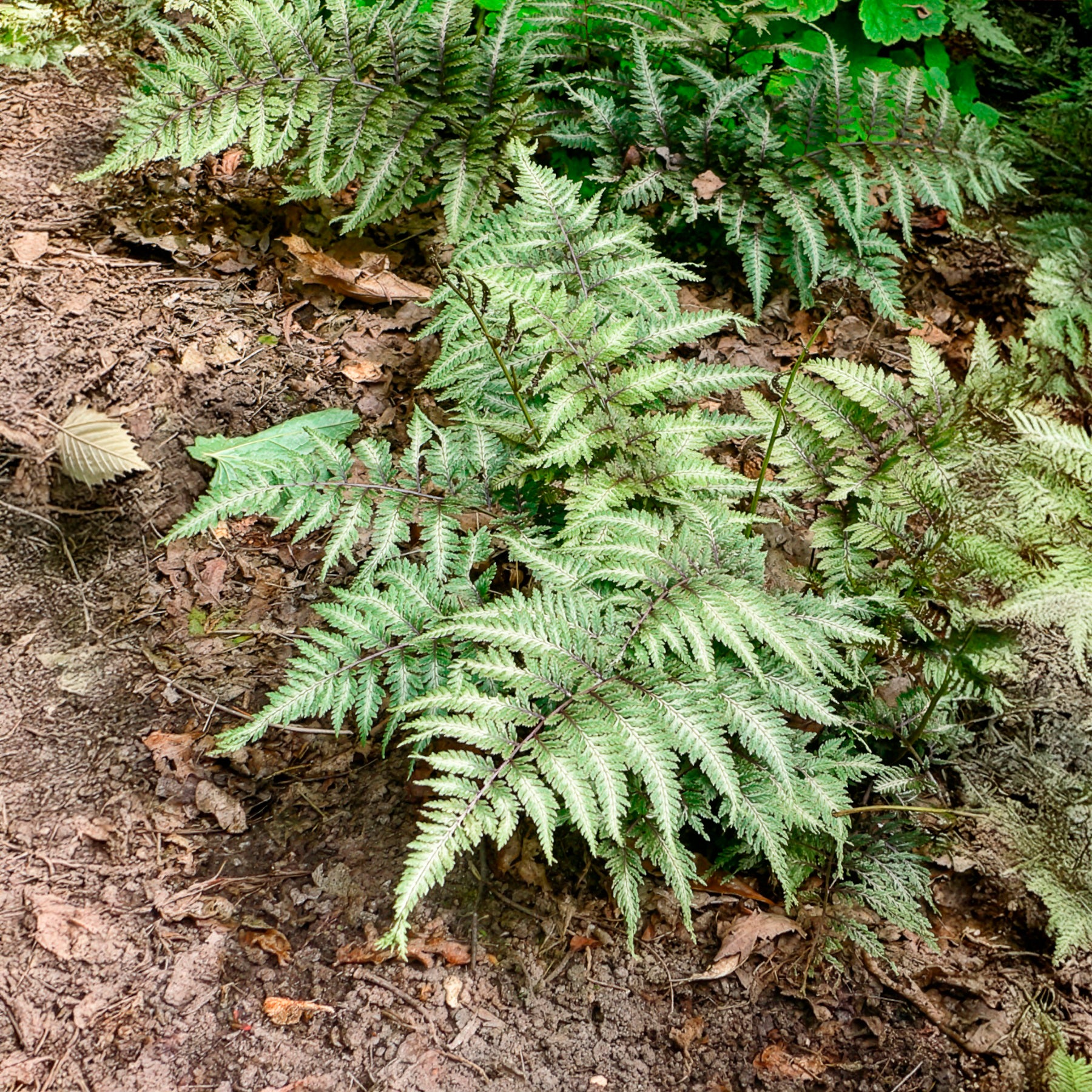 Fougère peinte Metallicum - Willemse