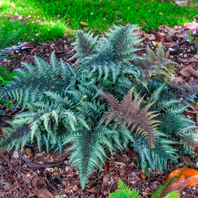 Vente Fougère peinte Metallicum