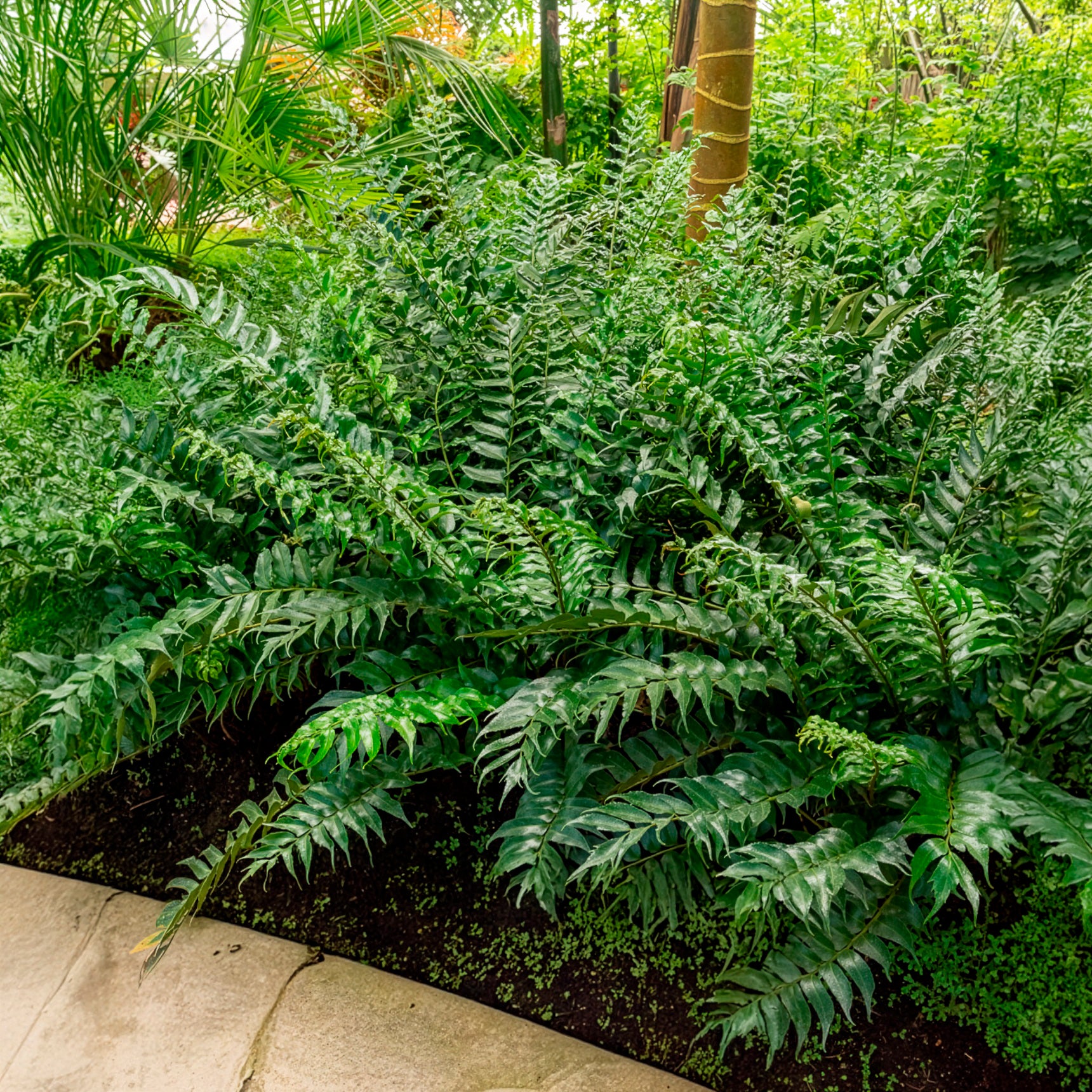 Cyrtomium falcatum - Aspidie en faux - Fougère houx - Fougères