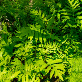 Vente Onoclea - Fougère - Onoclea sensibilis