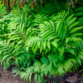 Onoclea sensibilis - Onoclea - Fougère - Fougères