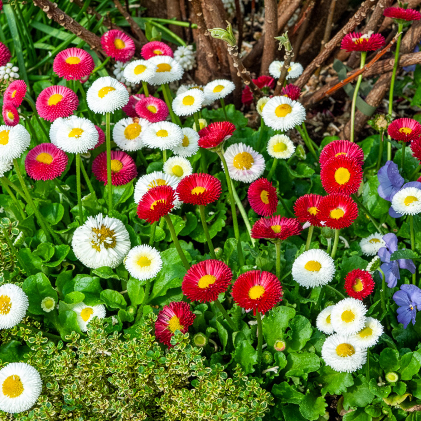 Fleurs vivaces - 2 Pâquerettes en mélange - Bellis perennis