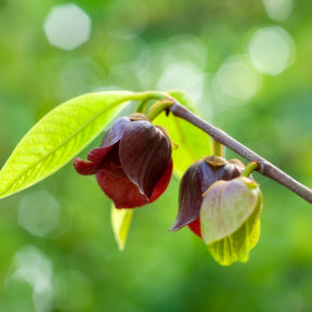 Vente Asiminier Triloba - Asimina Triloba Prima