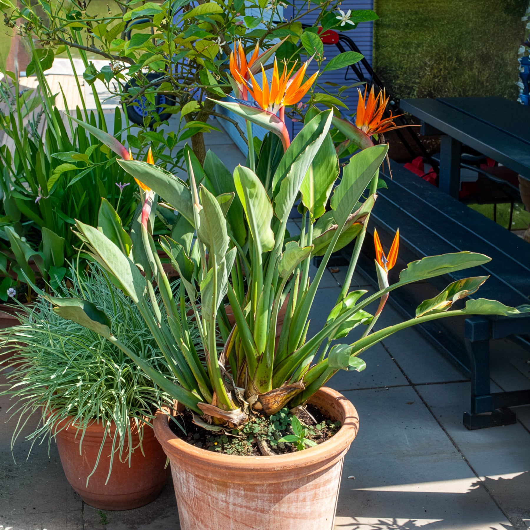 Vente Oiseau du paradis Strelitzia - Balcon et terrasse