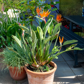 Vente Oiseau du paradis Strelitzia - Balcon et terrasse
