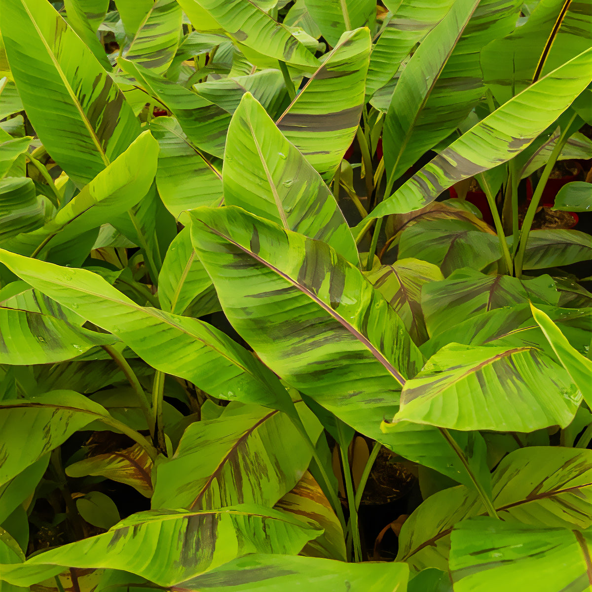 Bananier du japon Ever Red - Musa sikkimmensis Ever Red - Willemse