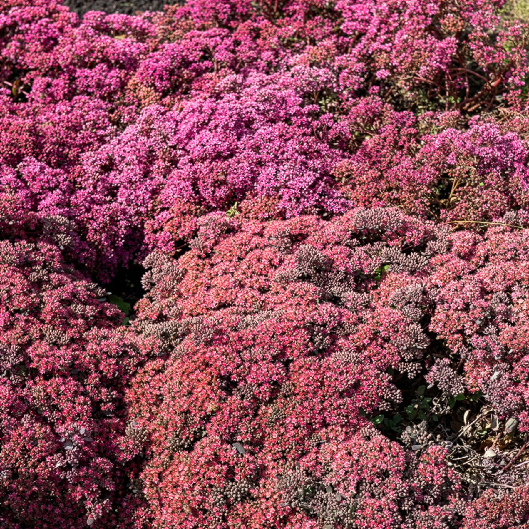 Sedum Dazzleberry - Sedum Sunsparkler® Dazzleberry - Sédums