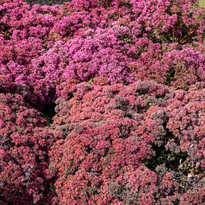 Sedum Dazzleberry - Sedum Sunsparkler® Dazzleberry - Sédums