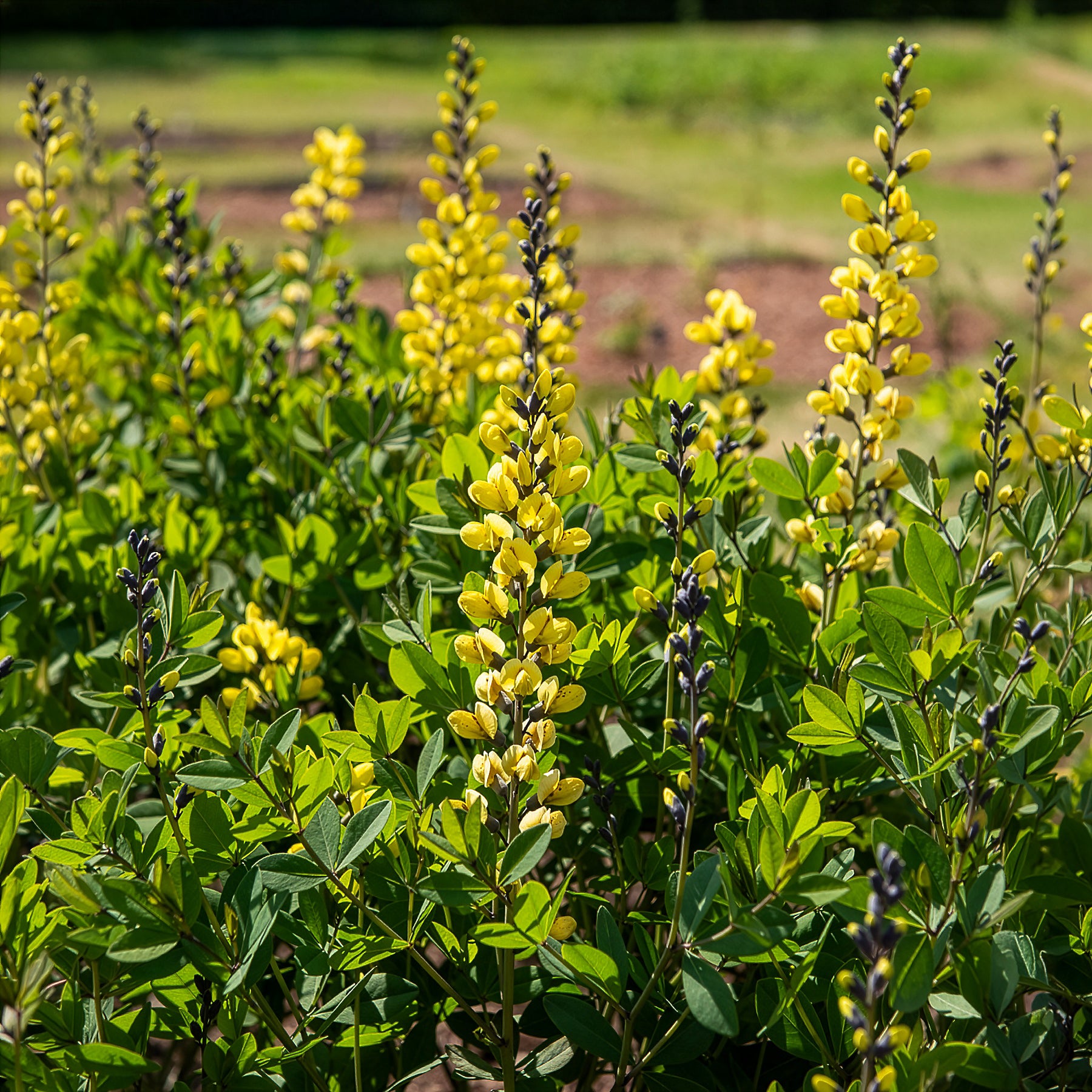 Baptisia Lemon Meringue - Lupin indigo Lemon Meringue - Baptisia
