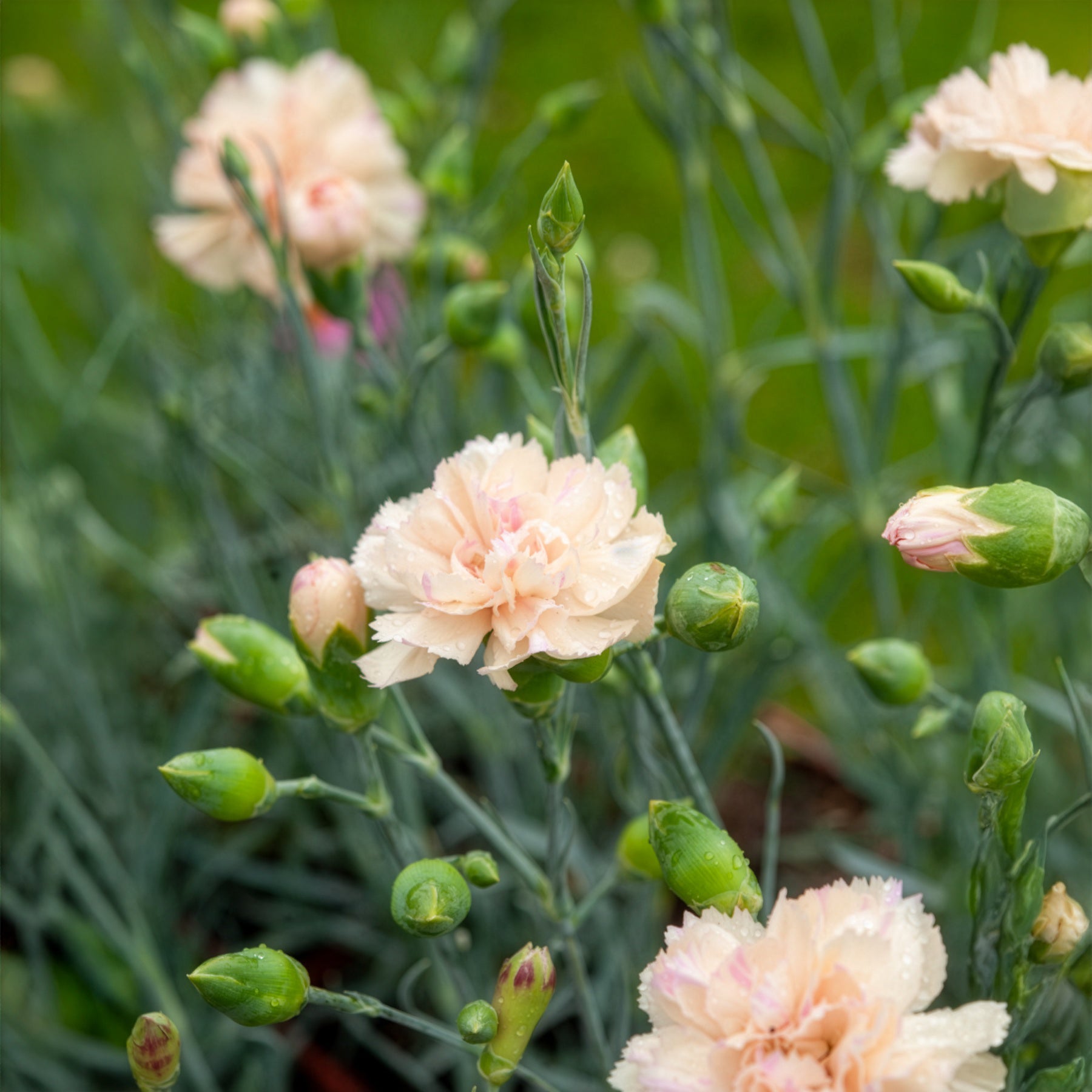 Œillet mignardise Devon Cream - Willemse