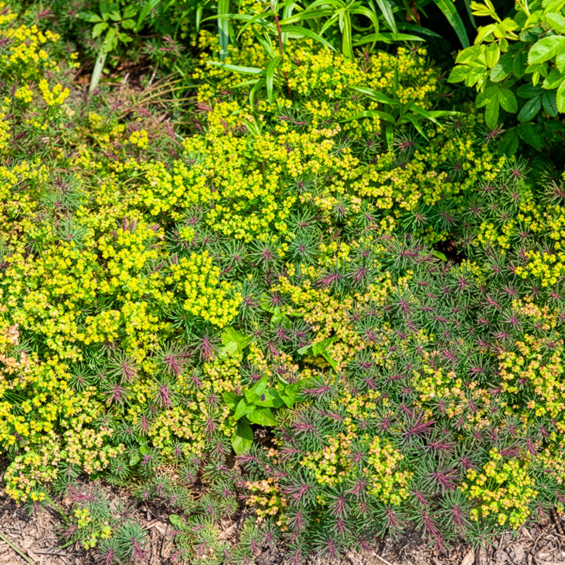 Euphorbe petit-cyprès Fens Ruby - Willemse