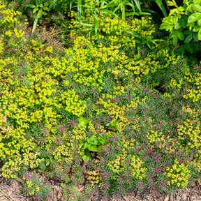 Euphorbe petit-cyprès Fens Ruby - Willemse